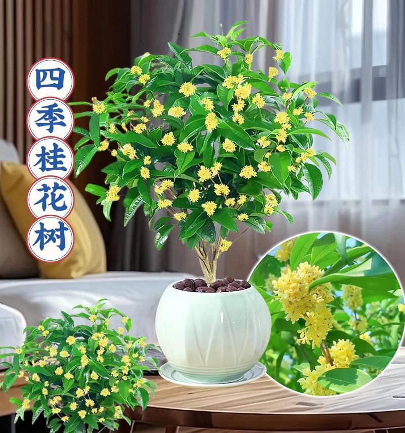 探秘桂花——华夏文化珍品的代表（桂花的起源、传播、文化象征和实用价值）