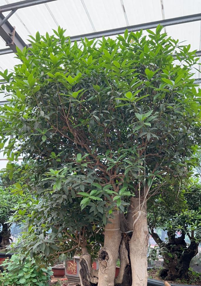 探秘桂花——华夏文化珍品的代表（桂花的起源、传播、文化象征和实用价值）