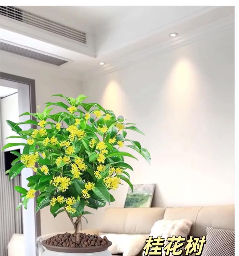 探秘桂花——华夏文化珍品的代表（桂花的起源、传播、文化象征和实用价值）