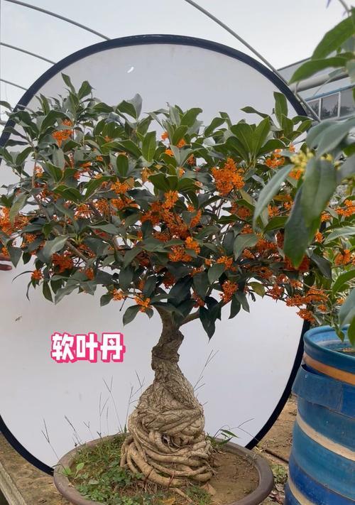 冬美人养护指南（掌握浇水技巧让冬美人健康成长）