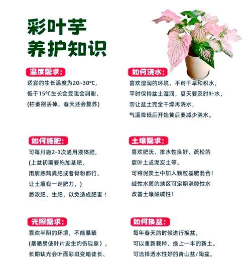 五彩芋的种植与养护（关注土壤、保持湿润、合理施肥，打造五彩芋良好生长环境）