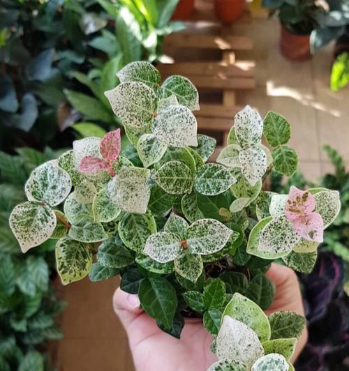 五彩芋的种植与养护（关注土壤、保持湿润、合理施肥，打造五彩芋良好生长环境）