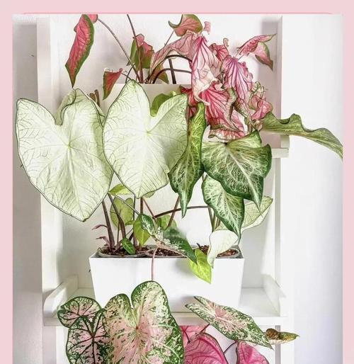 五彩芋的种植与养护（关注土壤、保持湿润、合理施肥，打造五彩芋良好生长环境）