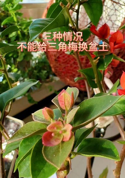 三角梅换土的时间与方法（注意事项及关键步骤）