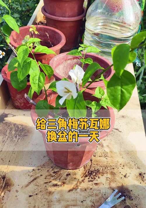 三角梅换土的时间与方法（注意事项及关键步骤）