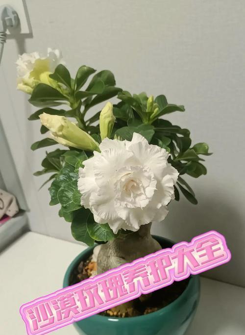 小心！沙漠玫瑰有毒（如何在家中安全养护沙漠玫瑰？）
