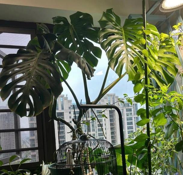 小心！沙漠玫瑰有毒（如何在家中安全养护沙漠玫瑰？）