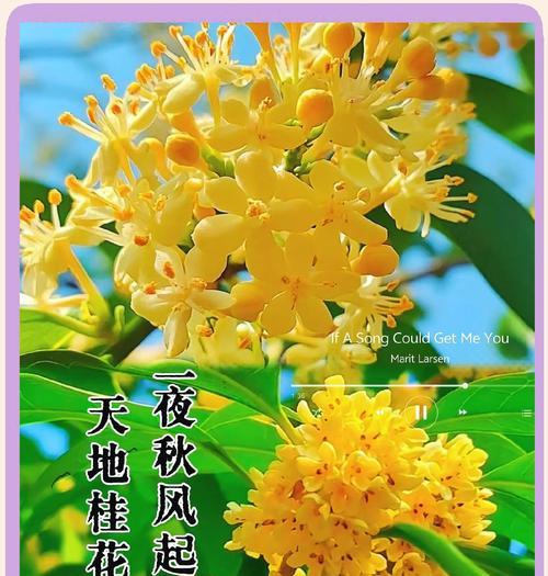 丹桂四季开花的奇妙之处（品读丹桂四季绽放的美丽景象，感受大自然的神奇魅力）