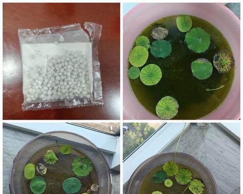 北方种植碗莲的最佳月份（如何在北方区域选择适宜的月份种植碗莲）