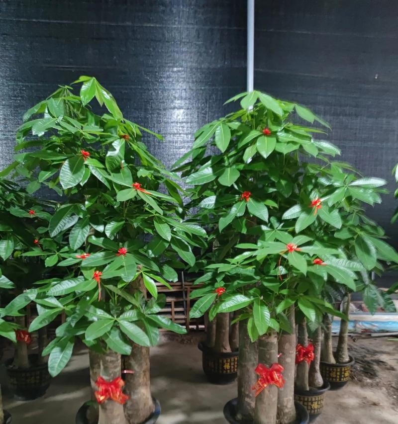 发财树的土盆和土配制方法（快速学习如何为发财树选择适合的土盆和土配制）