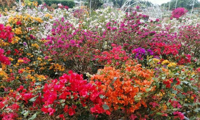 海口市花——红花梨花（海南省海口市的市花介绍）