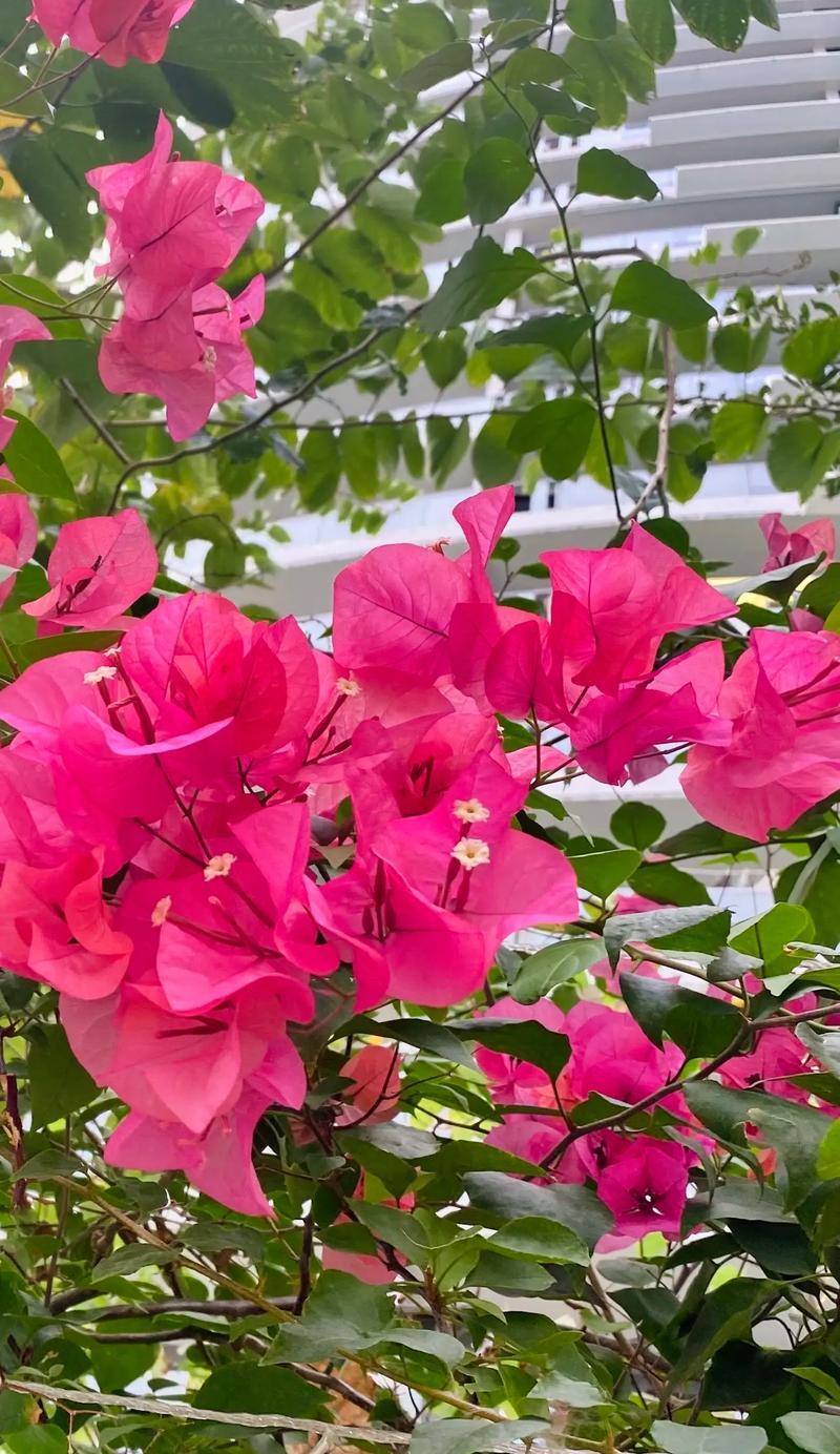 海口市花——红花梨花（海南省海口市的市花介绍）