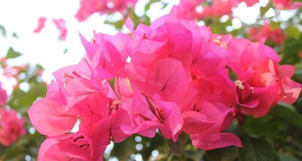 海口市花——红花梨花（海南省海口市的市花介绍）