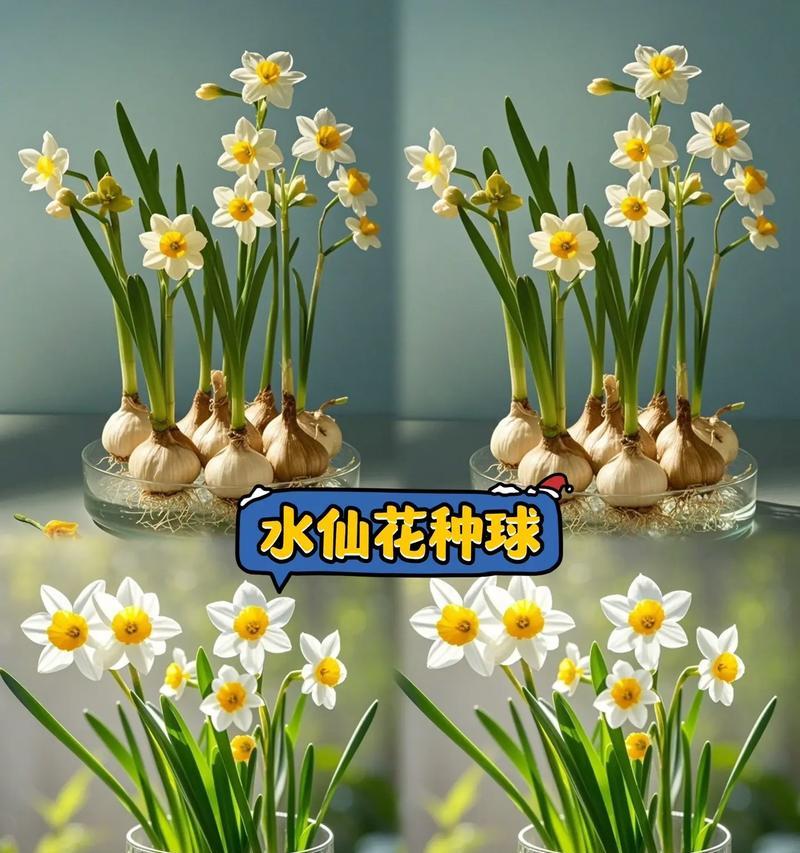 水仙球的水培养殖方法（轻松培养你的水仙球）