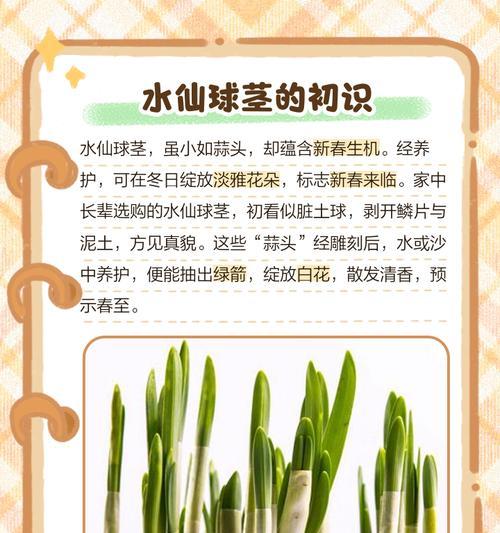 水仙球的水培养殖方法（轻松培养你的水仙球）