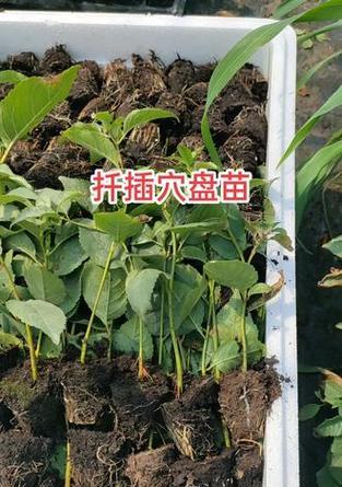 插枝繁殖樱桃的窍门（掌握技巧，轻松实现繁殖）