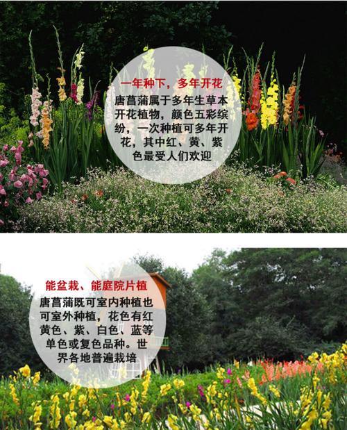 剑兰的栽培与种植技巧（掌握正确的时间与方法，让剑兰生长更健康）