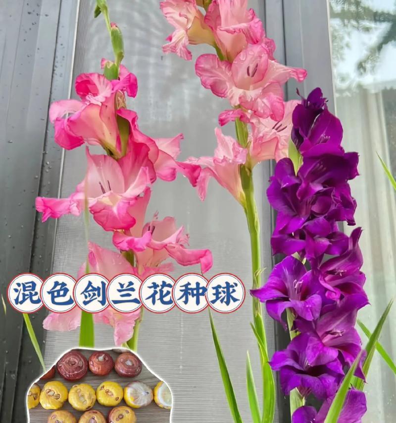 剑兰的栽培与种植技巧（掌握正确的时间与方法，让剑兰生长更健康）