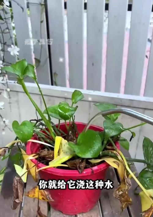 绿萝水浇多了怎么办？（如何防止绿萝过度浇水，避免病害发生？）