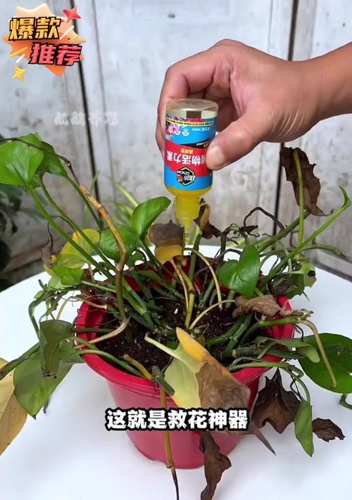 绿萝水浇多了怎么办？（如何防止绿萝过度浇水，避免病害发生？）