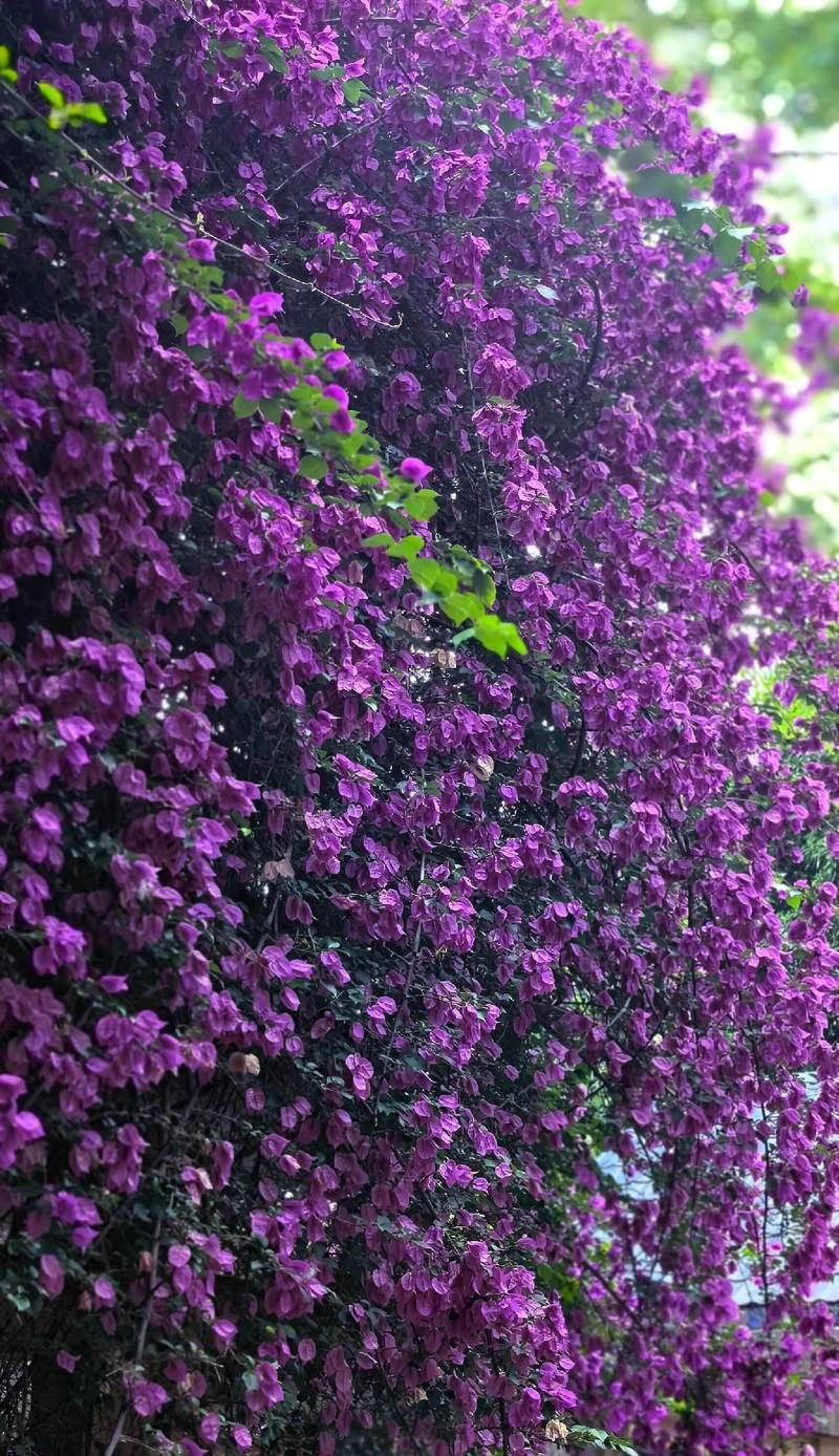 三叶梅花开时间及花期分析（春季花海中的三叶梅）