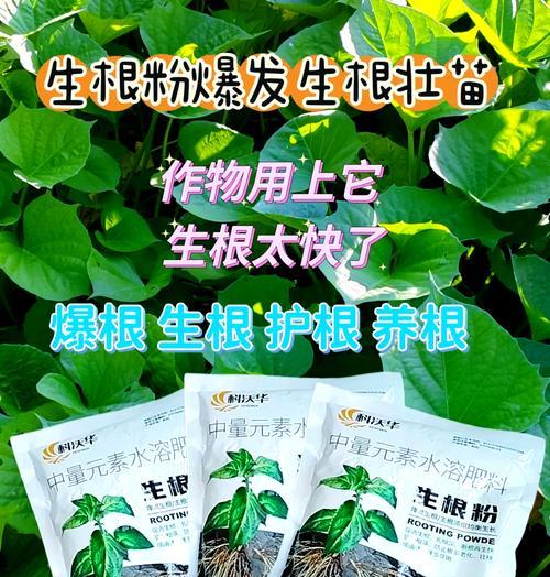 生根粉能否用来浇花？（揭开生根粉浇花的真相！）