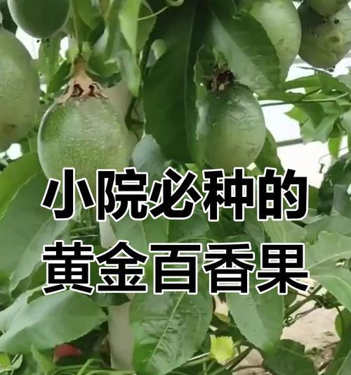 百香果的开花结果过程（探秘百香果树的花期和结实时间）