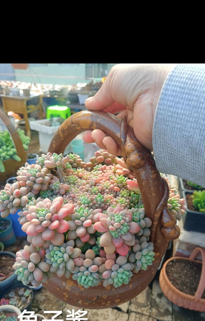 碧玉莲喜欢太阳吗？（探究碧玉莲对太阳的偏爱）