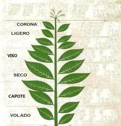 烟草生长周期与管理技巧（从种植到收获，掌握这些技巧让你种出更好的烟草）