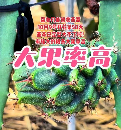 火龙果肥料应该如何选择？（了解火龙果的养殖需求，合理选择肥料）