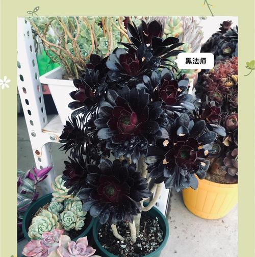 法师叶子发软下垂原因与补救方法（探究法师叶子发软下垂的原因和有效的补救方法）