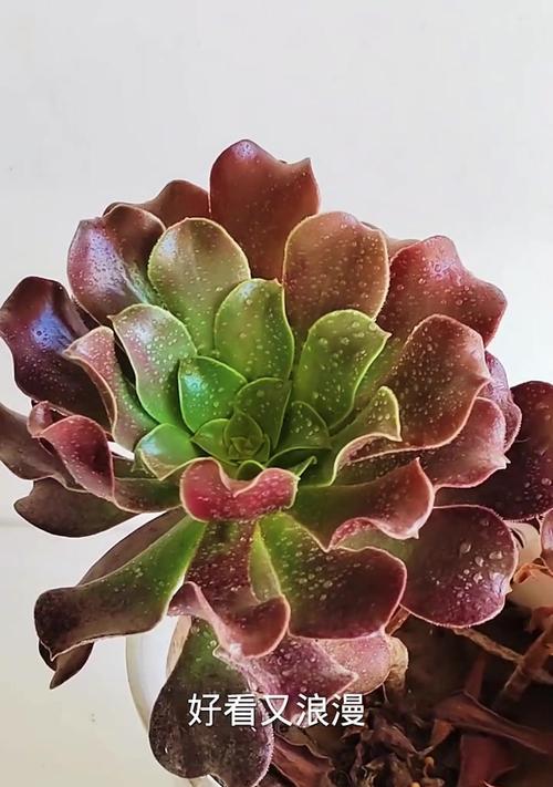 法师叶子发软下垂原因与补救方法（探究法师叶子发软下垂的原因和有效的补救方法）