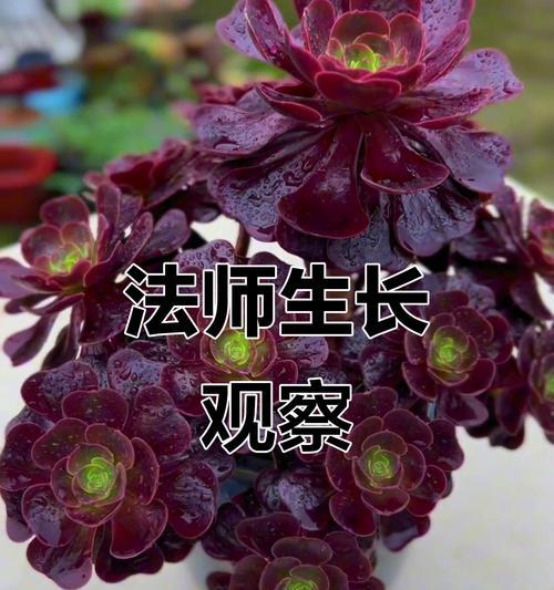 法师叶子发软下垂原因与补救方法（探究法师叶子发软下垂的原因和有效的补救方法）