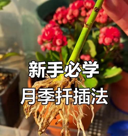 绣球能否扦插？探讨绣球繁殖方法（绣球扦插的步骤与注意事项）