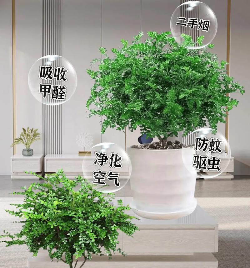 清香木的最佳放置位置（为家居增添自然香气的好选择）
