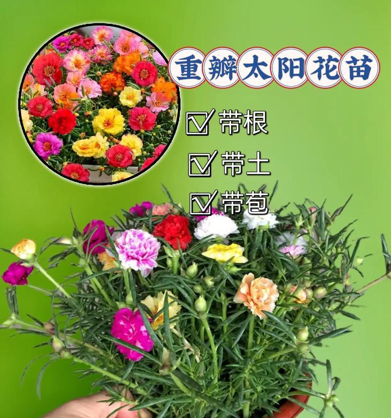 如何选择最佳的太阳花播种时间？（从播种时间、生长环境到收割技巧，全面指南让你获得健康的太阳花）