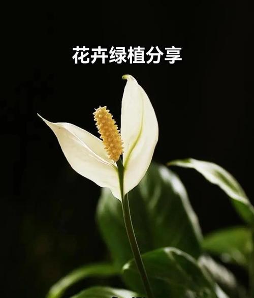白掌喜欢阳光吗？——科学解释白掌是否需要晒太阳（探究白掌喜欢阳光的原因及其对植物的影响）