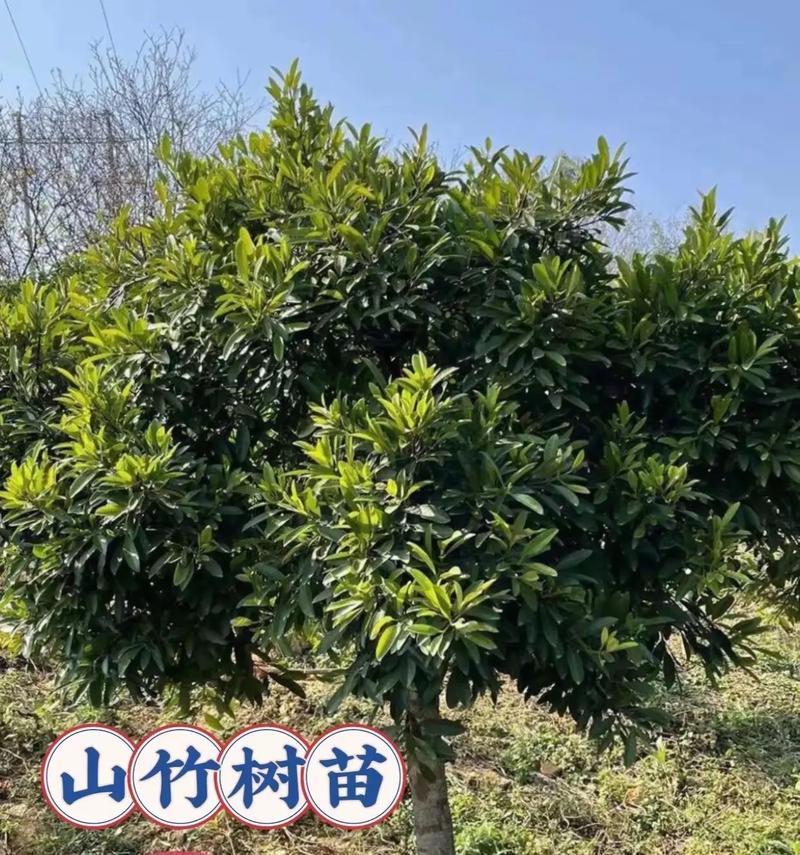 山竹种植条件与区域温度要求（了解山竹的适宜种植条件，打造高产果园）