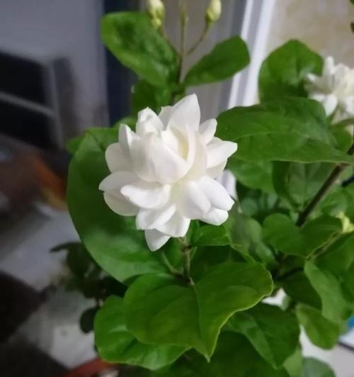 玉露与啤酒的奇妙搭配（探究玉露与啤酒结合的正确方法）