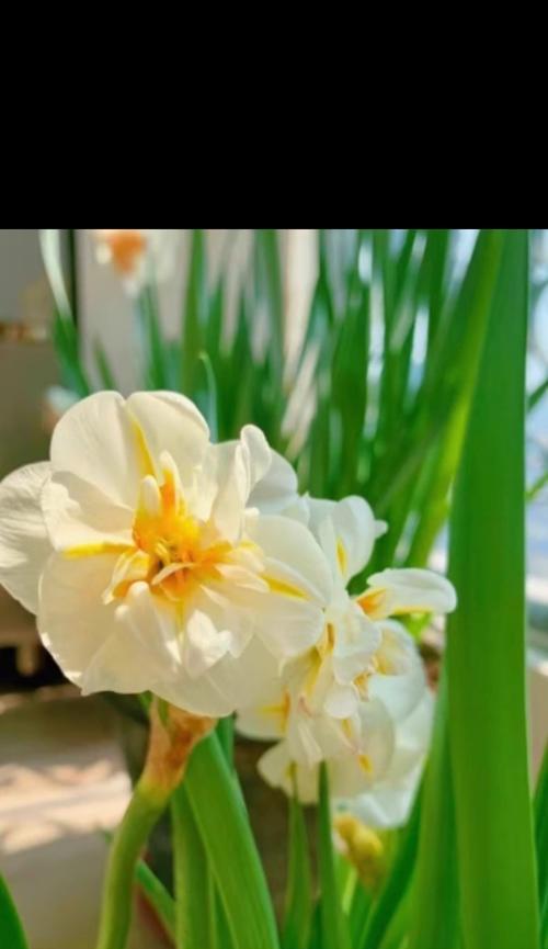 水仙花的冬季养护（冬天放室外的水仙花应该注意什么？）