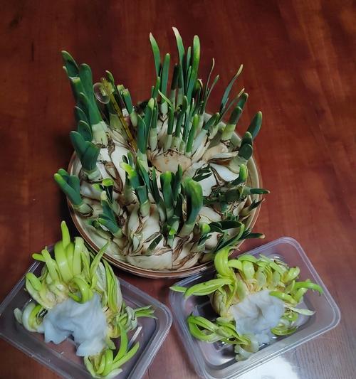 水仙花的冬季养护（冬天放室外的水仙花应该注意什么？）