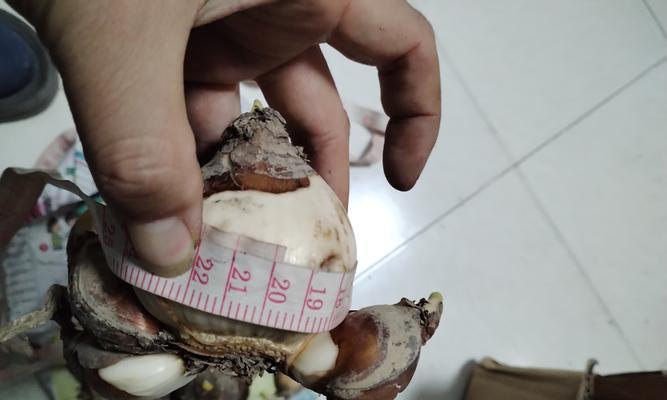 水仙花的冬季养护（冬天放室外的水仙花应该注意什么？）
