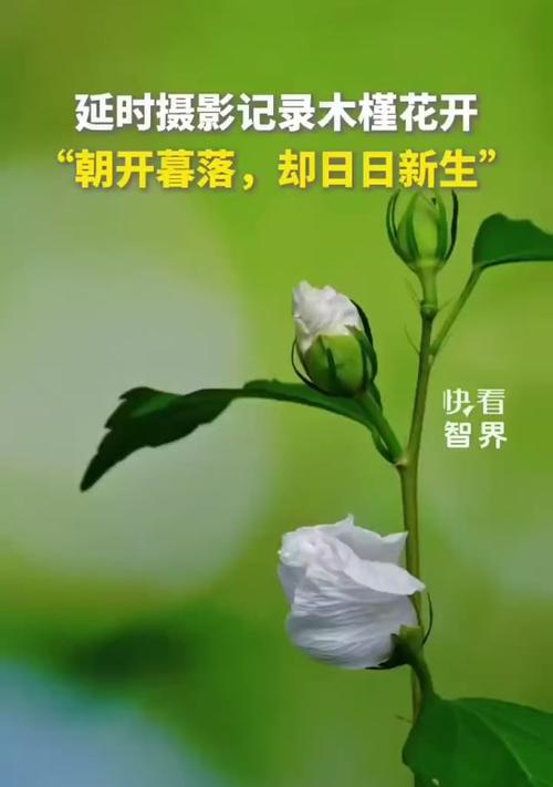 木槿的开花时间与频率（了解木槿的花期，让花园更美丽）