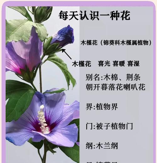 木槿的开花时间与频率（了解木槿的花期，让花园更美丽）