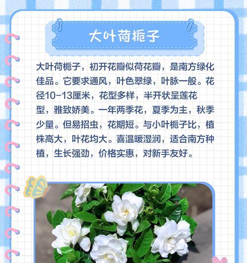 四季栀子的花期特点（探究四季栀子一年开花的秘密）