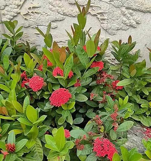 四季栀子的花期特点（探究四季栀子一年开花的秘密）