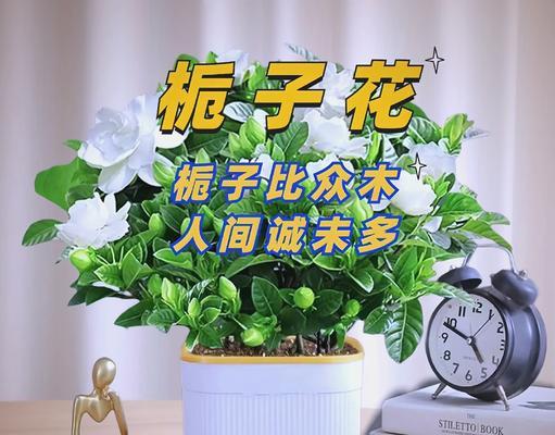 四季栀子的花期特点（探究四季栀子一年开花的秘密）