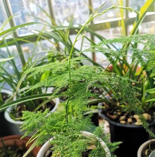 六倍利喜阴还是喜阳？（探讨风水中“六倍利”的真正作用，阴阳取舍的重要性）
