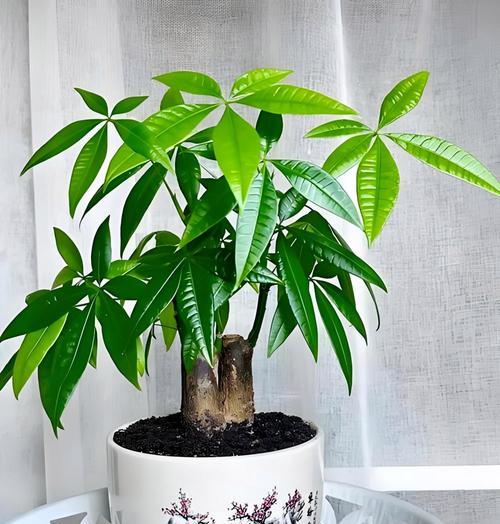 六倍利喜阴还是喜阳？（探讨风水中“六倍利”的真正作用，阴阳取舍的重要性）