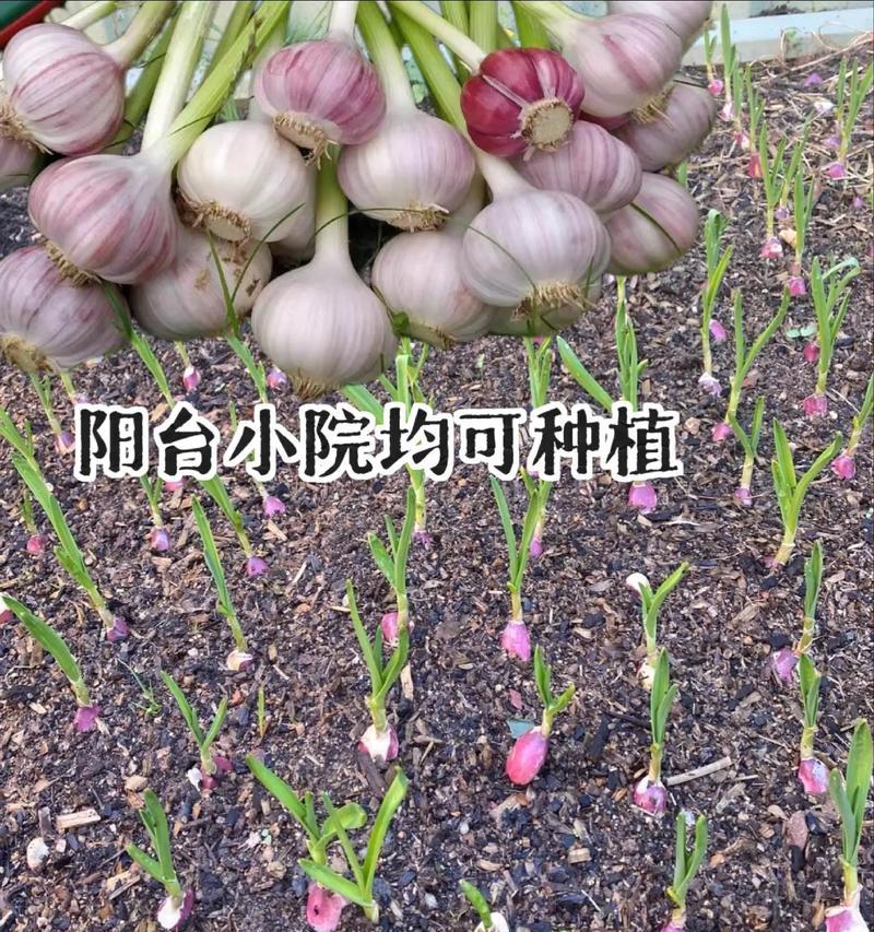 大蒜种植之水的管理（春夏秋冬，不同季节的浇水技巧）